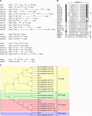 Diversification in Functions and Expressions of Soybean FLOWERING LOCUS T Genes Fine-Tunes Seasonal Flowering